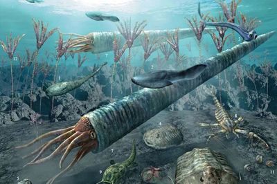 海百合 偽裝成植物的“女裝大佬”，實為遠古肉食掠食者